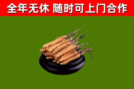 晴隆回收散虫草